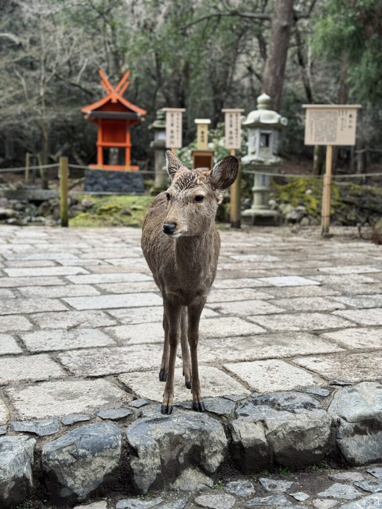 Nara japón